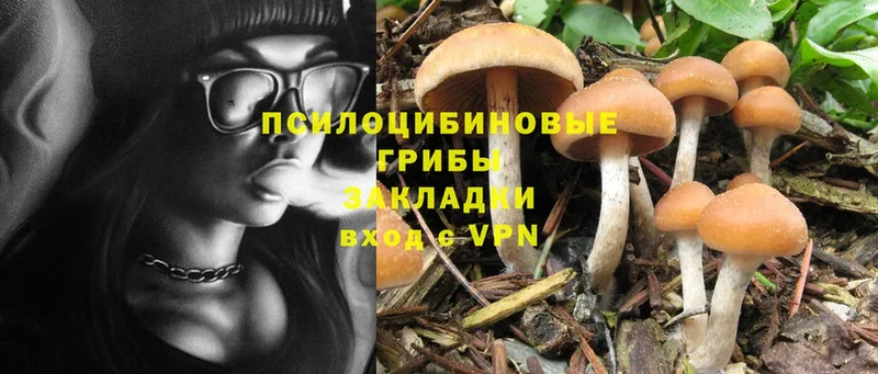 Галлюциногенные грибы Psilocybine cubensis  Чехов 